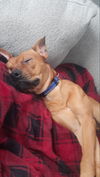 adoptable Dog in  named Rooney