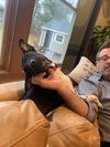 adoptable Dog in , NH named Yuki