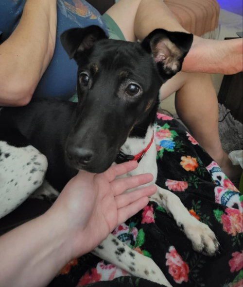 picture of the dog needing adoption
