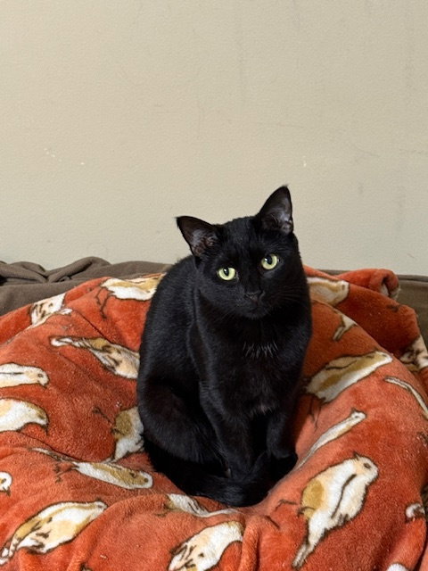 picture of the cat needing adoption
