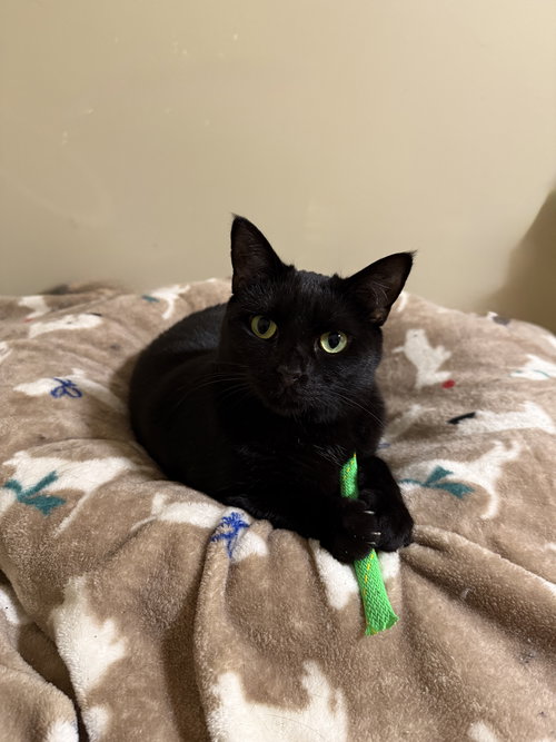 picture of the cat needing adoption
