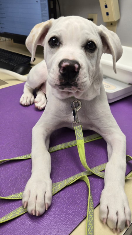 picture of the dog needing adoption