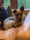 adoptable Dog in  named Finn