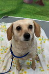 adoptable Dog in  named Stella
