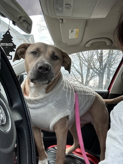 BELLA - Labrador Retriever / Pit Bull Terrier available for adoption