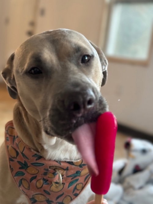 BELLA - Labrador Retriever / Pit Bull Terrier available for adoption