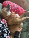 Bella - Photo 4