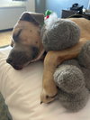 Bella - Photo 6