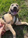 Bella - Photo 7