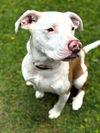 adoptable Dog in  named Coco