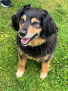 adoptable Dog in , NH named Brodie