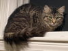 adoptable Cat in , NH named Andromeda