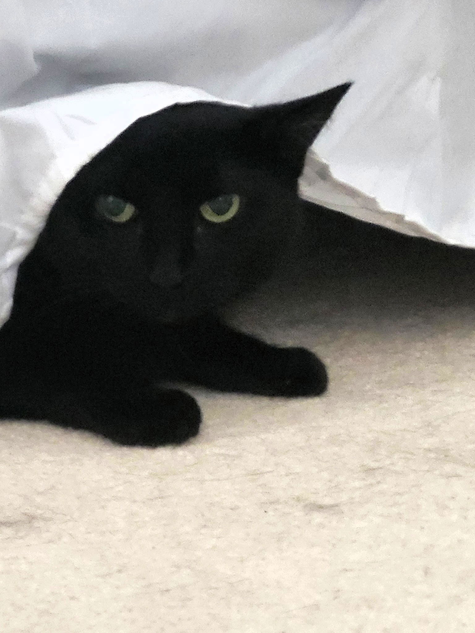 adoptable Cat in East Derry, NH named Nora