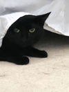 adoptable Cat in , NH named Nora