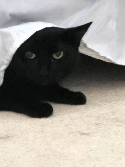 picture of the cat needing adoption
