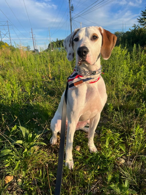 picture of the dog needing adoption
