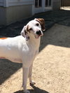 Krypto - Photo 3