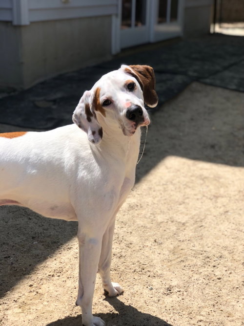 Photo of Krypto