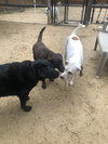 Krypto - Photo 4