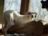 Krypto - Photo 5