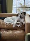 Krypto - Photo 6