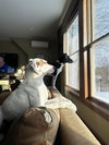 Krypto - Photo 7