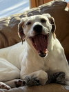 Krypto - Photo 1