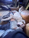 Krypto - Photo 8