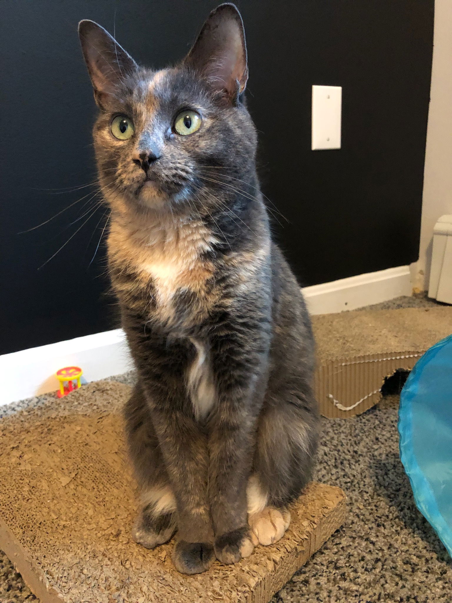 adoptable Cat in East Derry, NH named Kitty