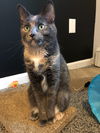 adoptable Cat in  named Kitty
