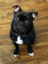 adoptable Dog in  named Bruno