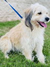 adoptable Dog in , NH named Lizzy