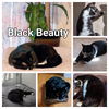 adoptable Cat in  named Black Beauty