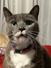 Cat Waiting List - Photo 1
