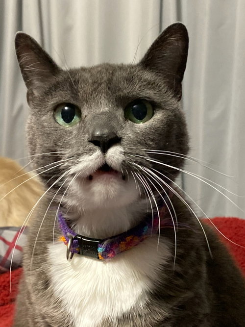 CAT WAITING LIST - American Shorthair available for adoption