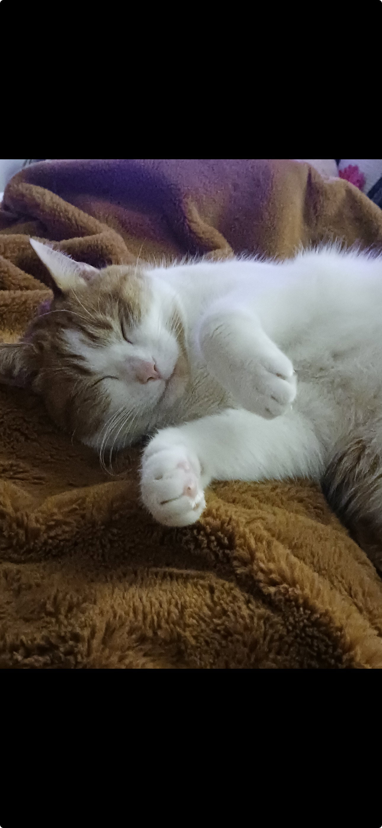 Simpie
