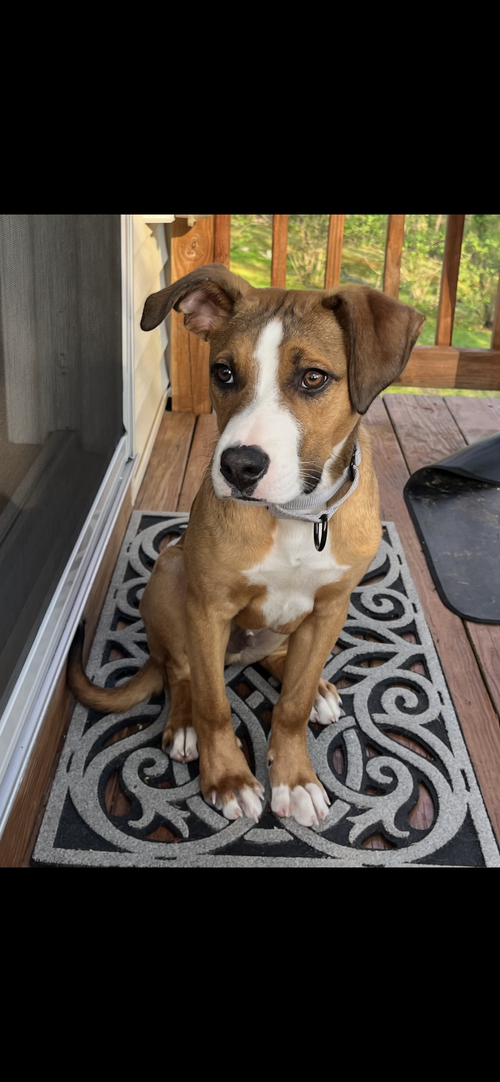 Badger, a dog for adoption from Greater Derry Humane Society, Inc.