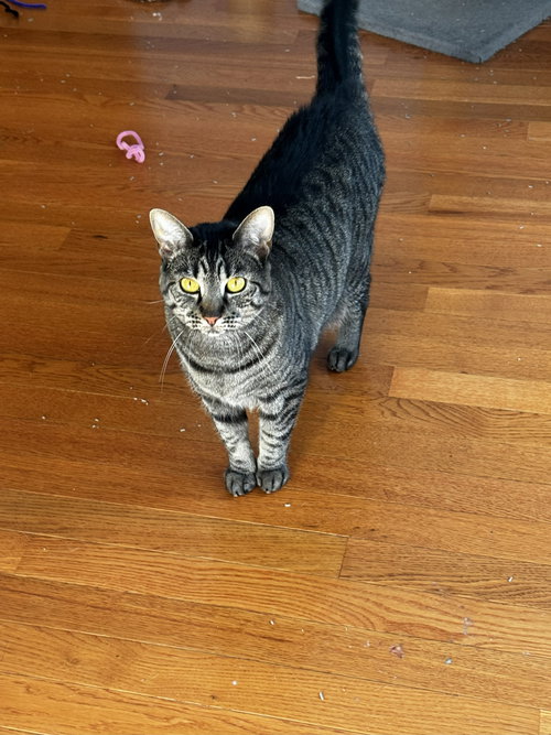 picture of the cat needing adoption