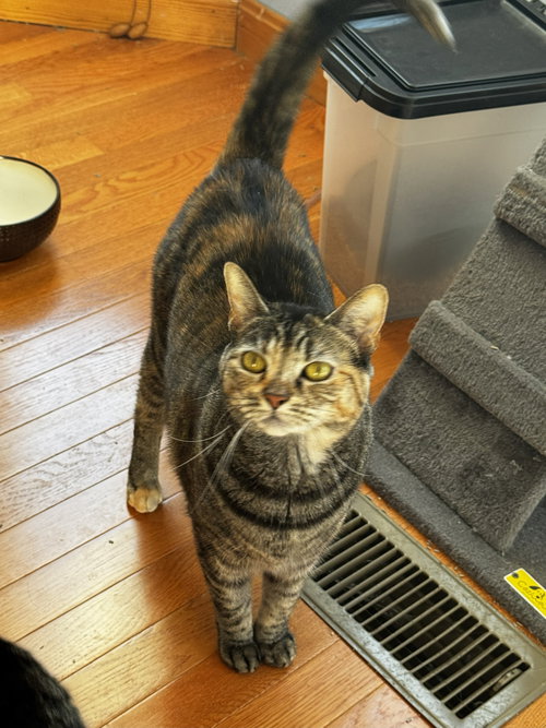 picture of the cat needing adoption