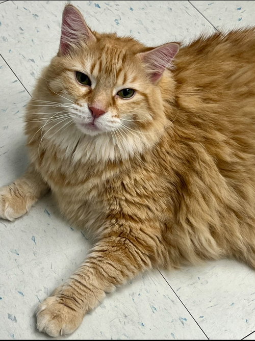 picture of the cat needing adoption