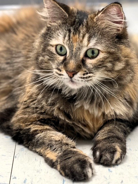 picture of the cat needing adoption