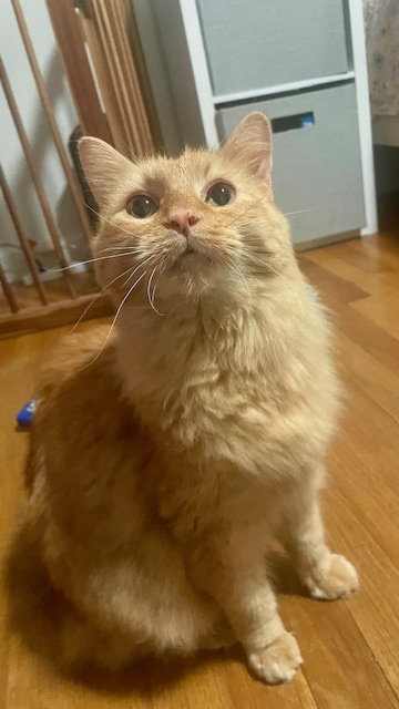 picture of the cat needing adoption