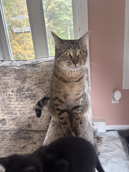 picture of the cat needing adoption