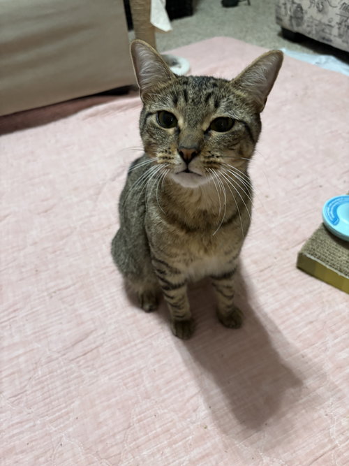 picture of the cat needing adoption