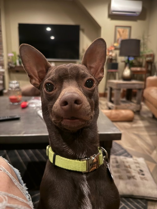 picture of the dog needing adoption