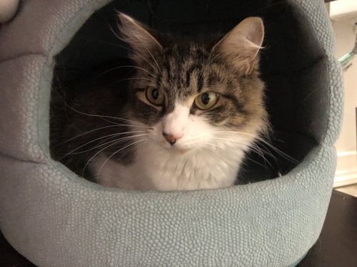 picture of the cat needing adoption