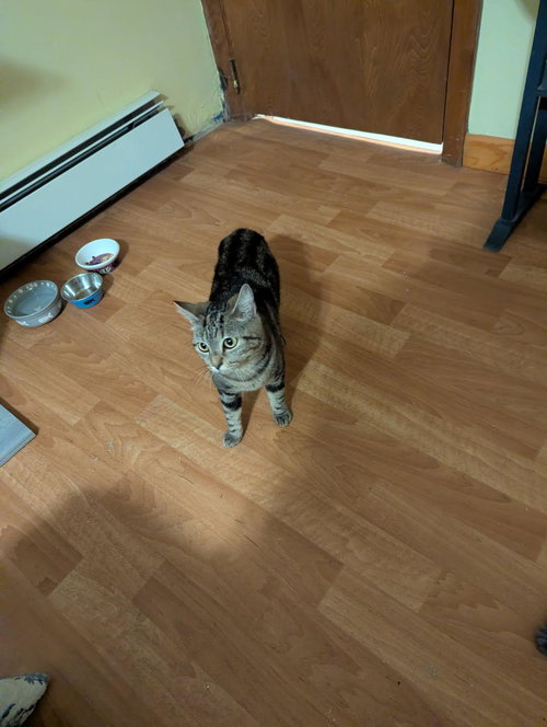 picture of the cat needing adoption