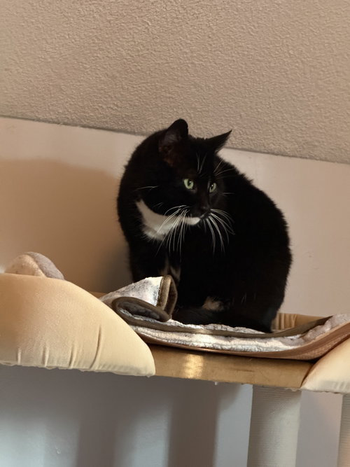 NOVA - Domestic Short Hair available for adoption
