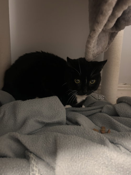 Nova
