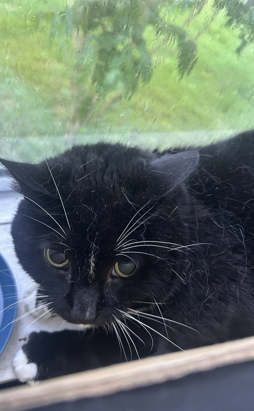 Nova, Young Domestic Short Hair (short coat), cat for adoption in Everett, Massachusetts